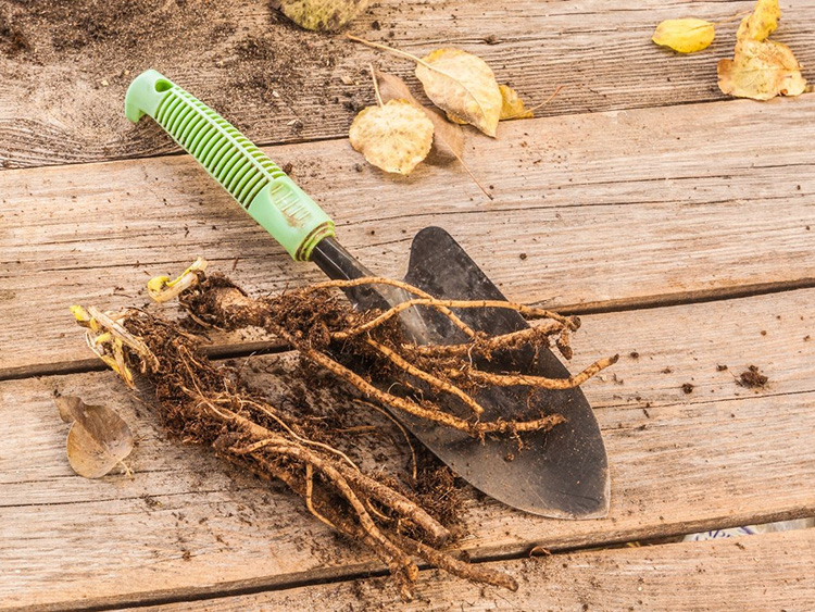 oriental poppy roots with a trowel