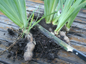 using an old bread knife to divide iris