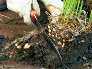An iris plant being divided with a knife