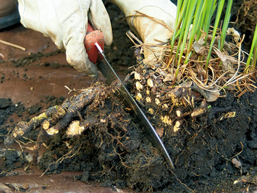 An iris plant being divided with a knife