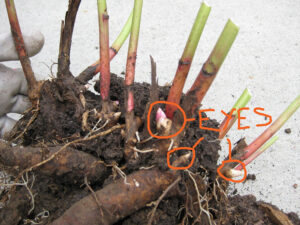 Peony root showing growth eyes.