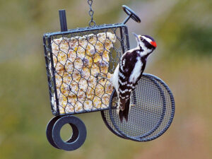 A downy woodpecker clinging to a suet feeder shaped like a tractor