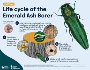 Diagram of the life cycle of the Emerald Ash Borer