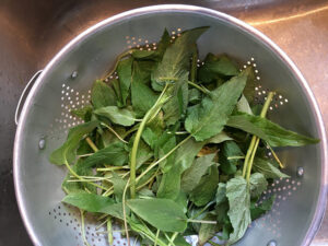 Creepign Bellflower leaves