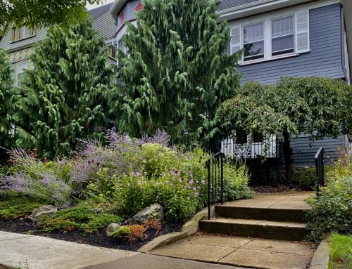 English Cottage Garden – Old World Meets New
