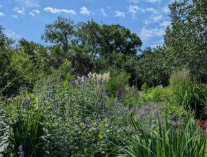 a garden featuring a variety of perennials for beneficial insects