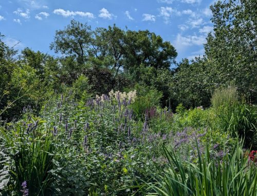 Beneficial Insects: Thinking Beyond Bees
