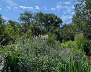 a garden featuring a variety of perennials for beneficial insects