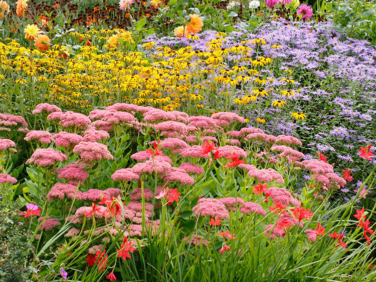 fall perennials