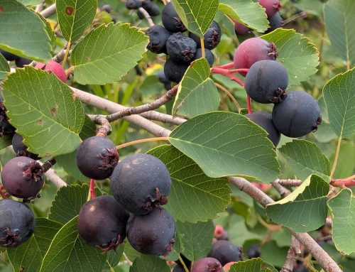 Finding Fruit in Edmonton