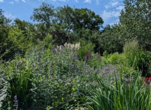 a garden featuring a variety of perennials for beneficial insects