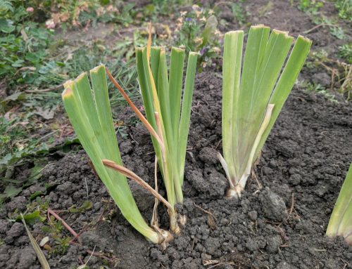 Dividing Perennials
