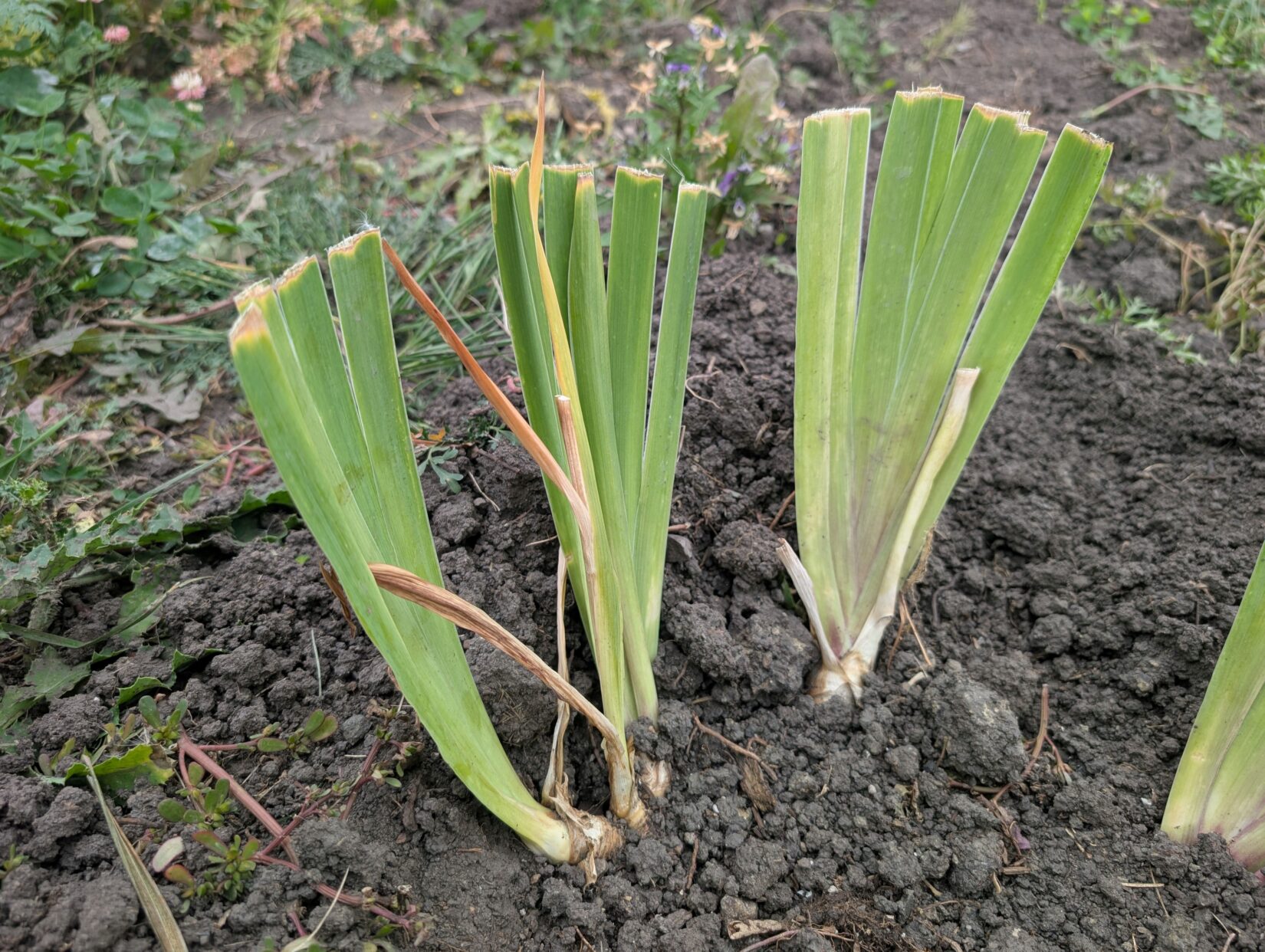 transplanted iris corms