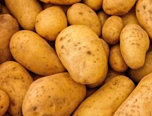 Growing Potatoes