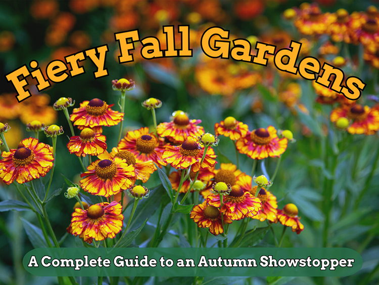 cover for fall colour article featuring helenium flowers in gold and orange