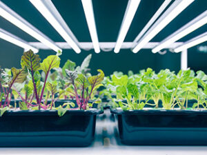 seedlings under grow lights
