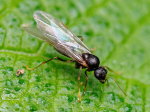 An ant with wings