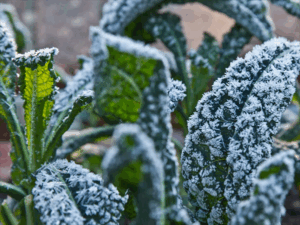 Frost on kale leaves