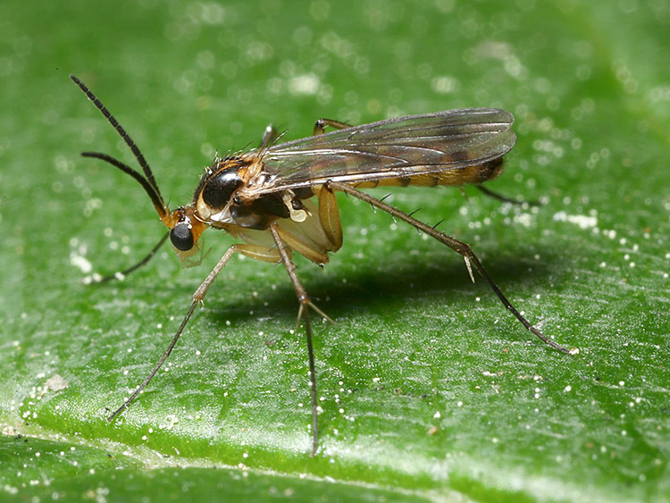 A fungus gnat