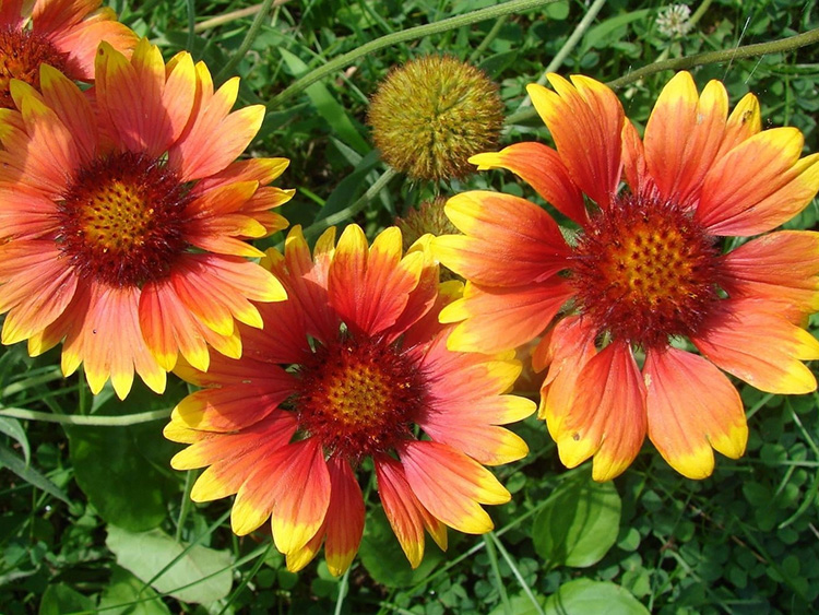 Gaillardia aristata, Three orange flowers with yellow tips on the petals
