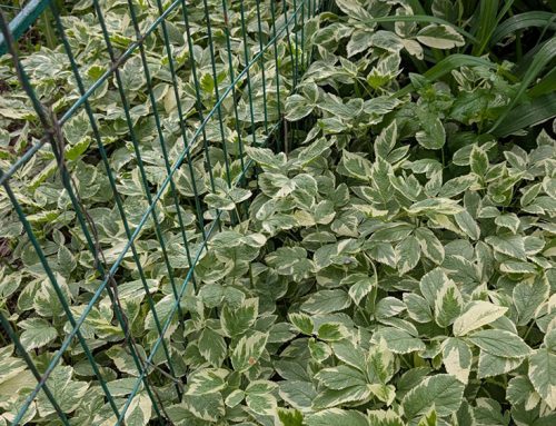 Horticultural Invasives