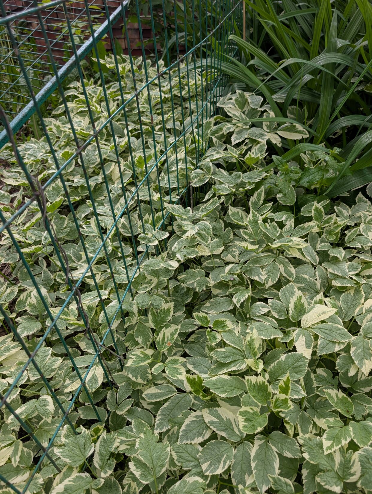 Goutweed1