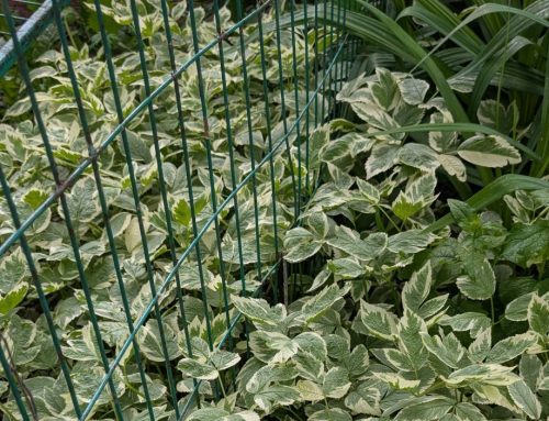 Horticultural Invasives