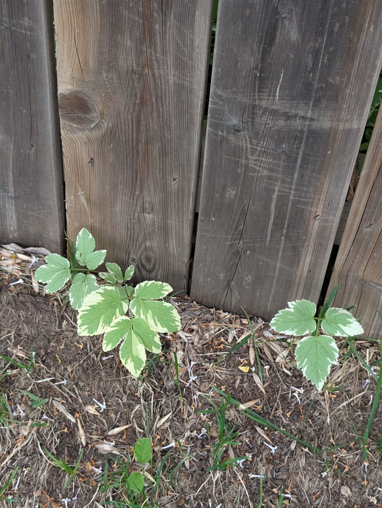 Goutweed2