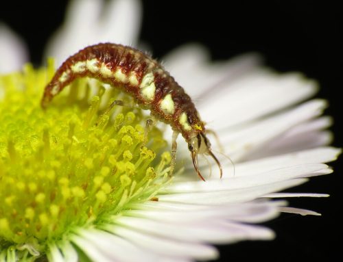 Fall Garden Wrap-Up for the Bugs and Birds
