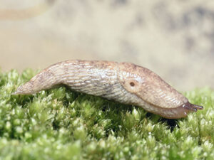 Grey field slug