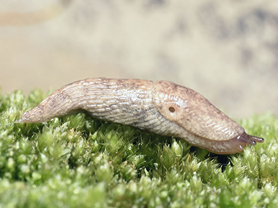 Grey field slug