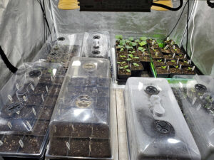 a grow tent with trays of seedlings, many covered by humidity domes