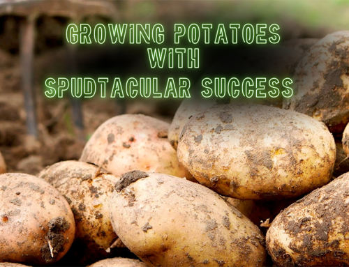 Growing Potatoes