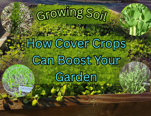 Growing Soil: How Cover Crops Can Boost Your Garden