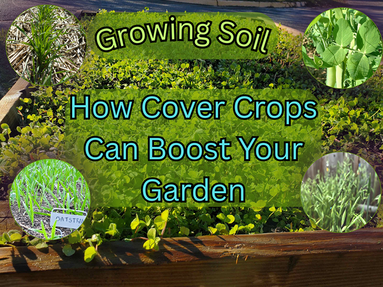 Cover crop title image