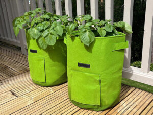 two grow bags containing potatoes