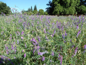 A field of hairy vetch