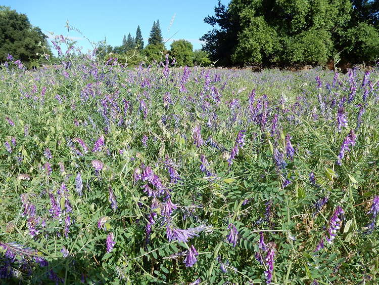 Hairy Vetch Vicia villosa A field of hairy vetch