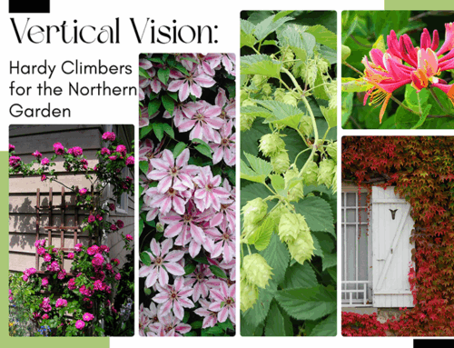 Hardy Climbing Vines for Northern Gardens