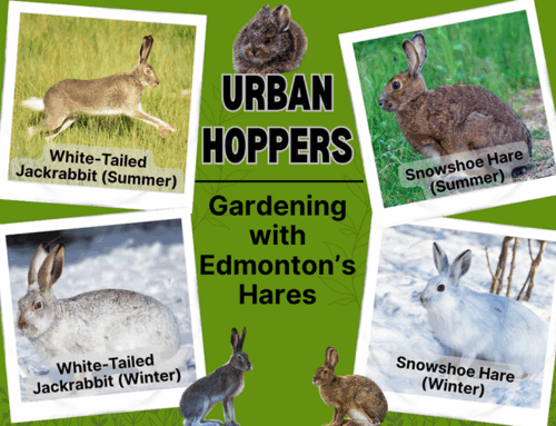 Gardening with Edmonton’s Hares
