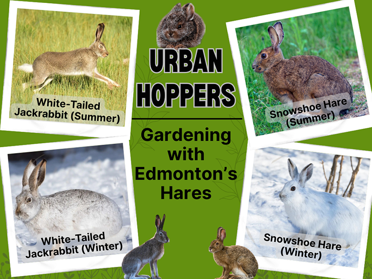 Four pictures of hares