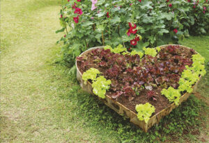 A heart shaped raised bed filled with red and green lettuce
