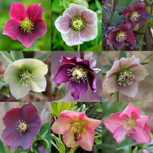 a composite of 9 photos of different-coloured hellebore flowers