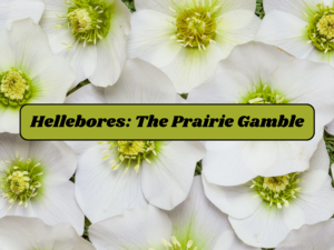 white hellebores with title Hellebores: The Prairie Gamble superimposed