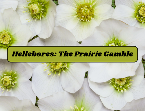 Hellebores