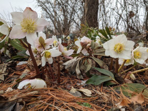 A clump of white hellebores with yellow centres.