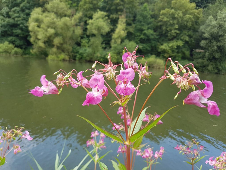 Himalayan balsam on a riverbank
