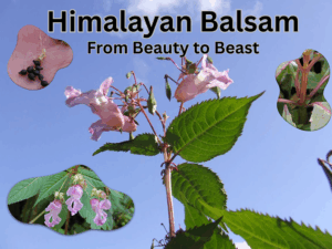 himalayan balsam montage of flowers and other plant parts