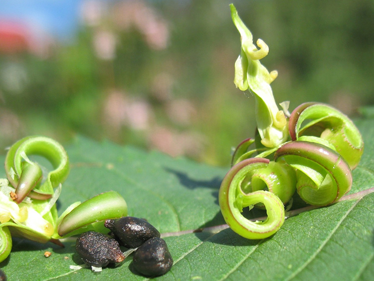 Himalayan Balsam seeds