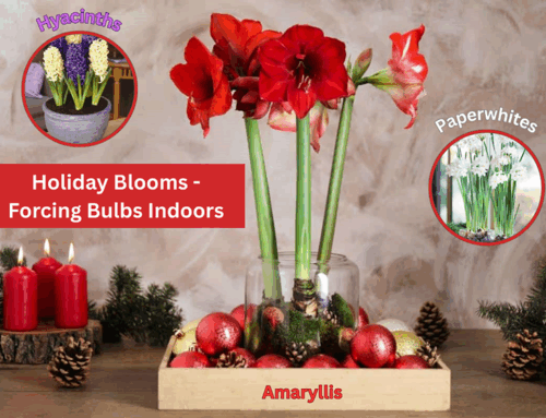 Forcing Bulbs for Holiday Blooms